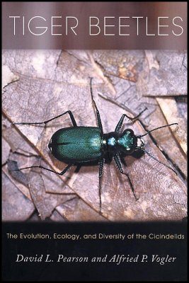 Tiger Beetles