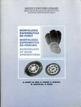 Morphology of Boar Spermatozoa