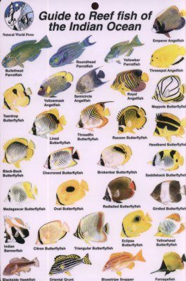 Guide to Reef Fish of the Indian Ocean