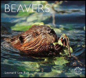 Beavers
