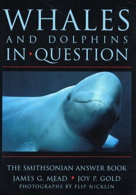 Whales and Dolphins in Question