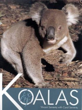 Koalas