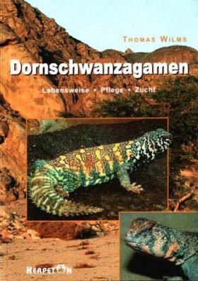 Dornschwanzagamen: Lebensweise, Pflege und Zucht