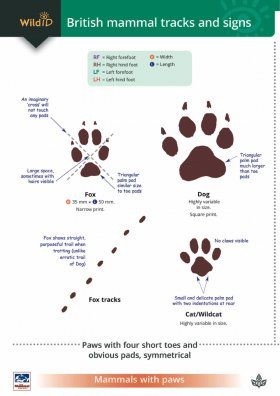 A guide to British mammal tracks and signs