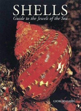 Shells: A Guide to the Jewels of the Sea
