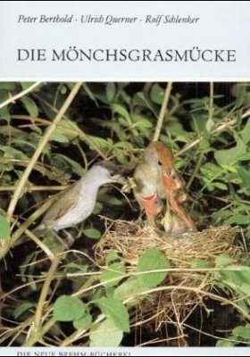 Die Monchsgrasmucke (Blackcap)