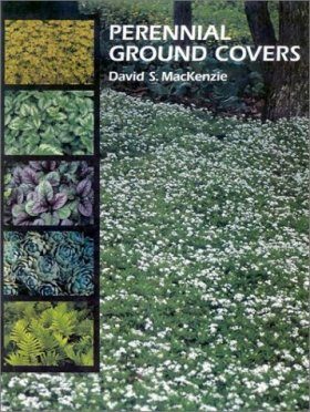 Perennial Ground Covers