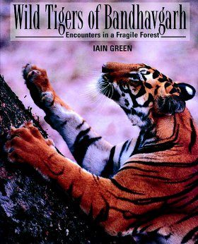 Wild Tigers of Bandhavgarh