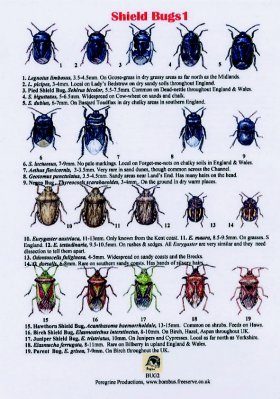 Shield Bugs 1