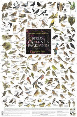 Birds of Gardens and Parklands: British Isles and Europe - Poster