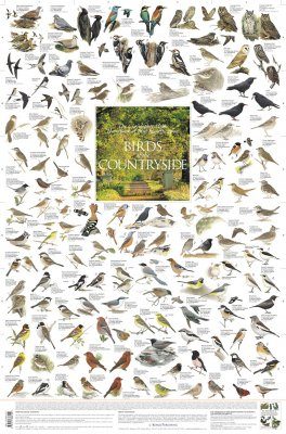 Birds of the Countryside: British Isles and Europe - Poster
