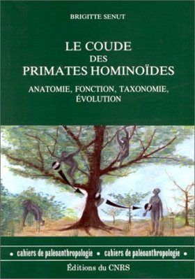 Le Coude des Primates Hominoides :