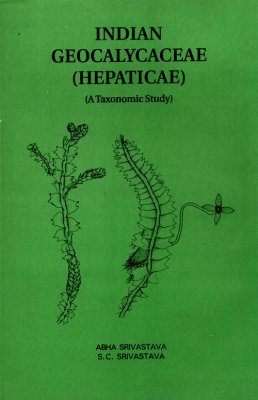 Indian Geocalycaceae (Hepaticae)