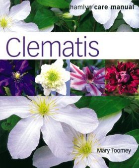 Clematis