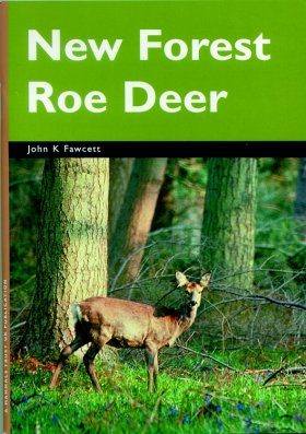 New Forest Roe Deer