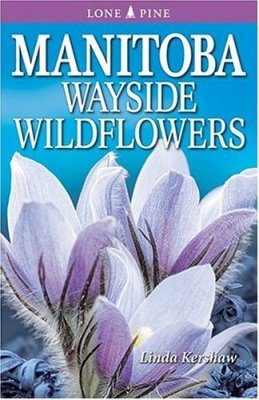 Manitoba Wayside Wildflowers