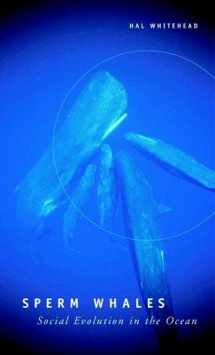 Sperm Whales