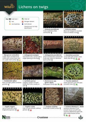 Key to Lichens on Twigs