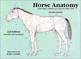 Horse Anatomy: A Pictorial Approach to Equine Structure