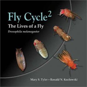 Fly Cycle2