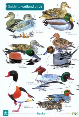 Guide to Wetland Birds