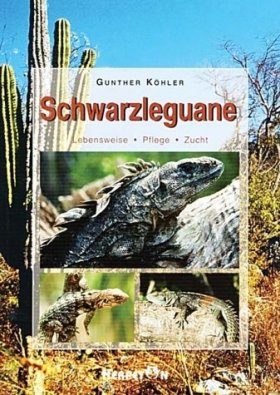 Schwarzleguane: Lebensweise, Pflege, Zucht