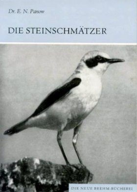 Die Steinschmätzer der Nördlichen Paläarktis