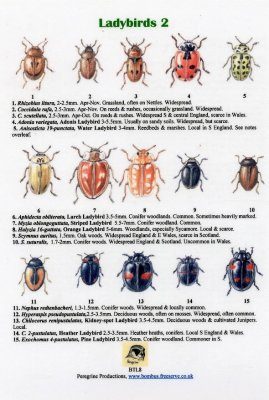 Ladybirds 2