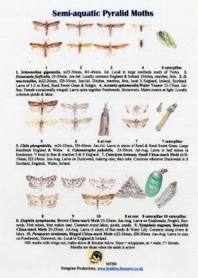 Semi-Aquatic Pyralid Moths