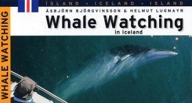 Whale Watching in Iceland