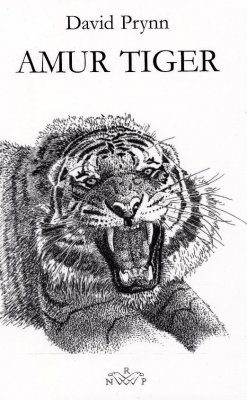 Amur Tiger