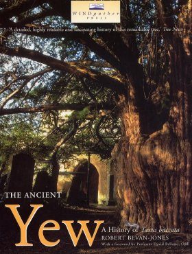 The Ancient Yew