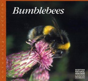 Bumblebees