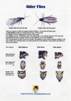 Alder Flies
