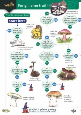 The Fungi Name-Trail