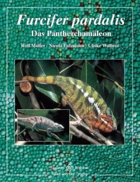 Furcifer Pardalis