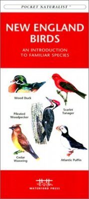 New England Birds