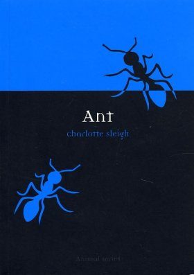 Ant