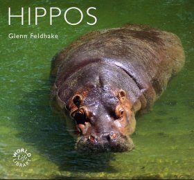 Hippos