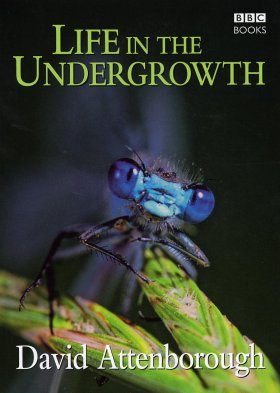 Life in the Undergrowth