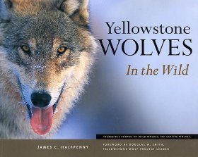 Yellowstone Wolves in the Wild