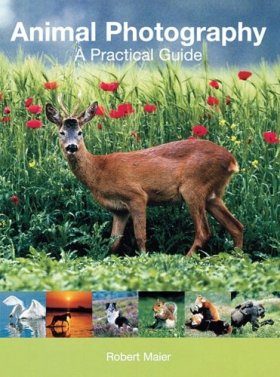 Animal Photography