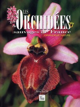 Les Orchidées Sauvages de France