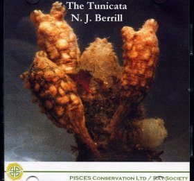 The Tunicata