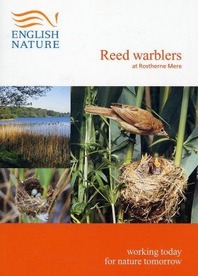 Reed Warblers at Rostherne Mere