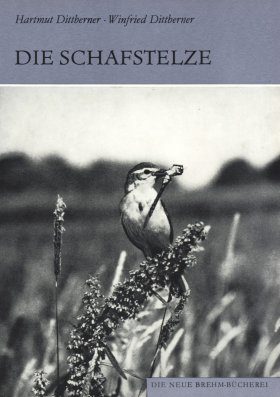 Die Schafstelze (Yellow / Blue-headed Wagtail)