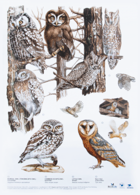 Owls
