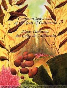 Common Seaweeds of the Gulf of California / Algas Communes del Golfo de California
