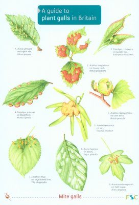A Guide to Plant Galls in Britain