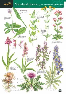 Guide to Grassland Plants 2 (Chalk and Limestone)